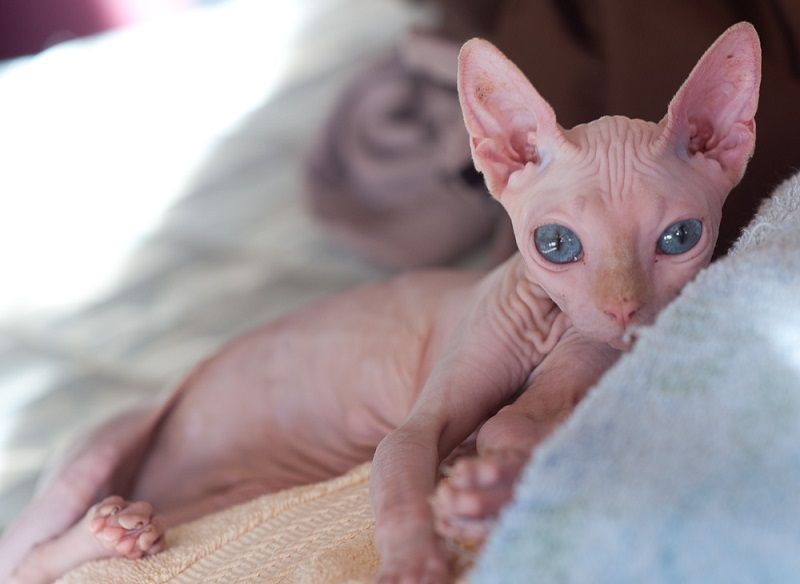 Сфинкс. Из открытых источников