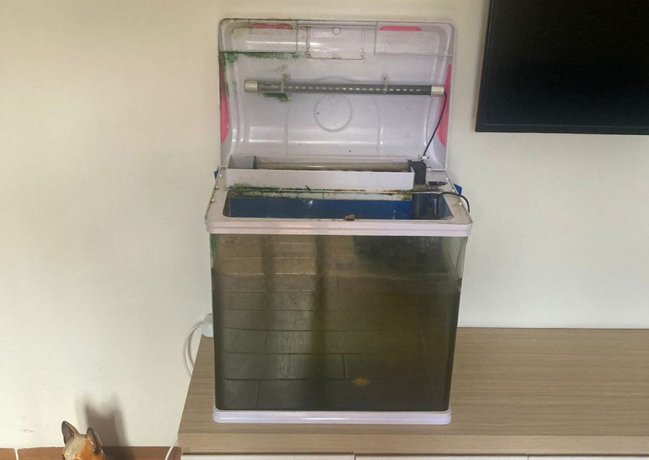 Так он выглядел, рыбок совсем не видно из-за мутной воды