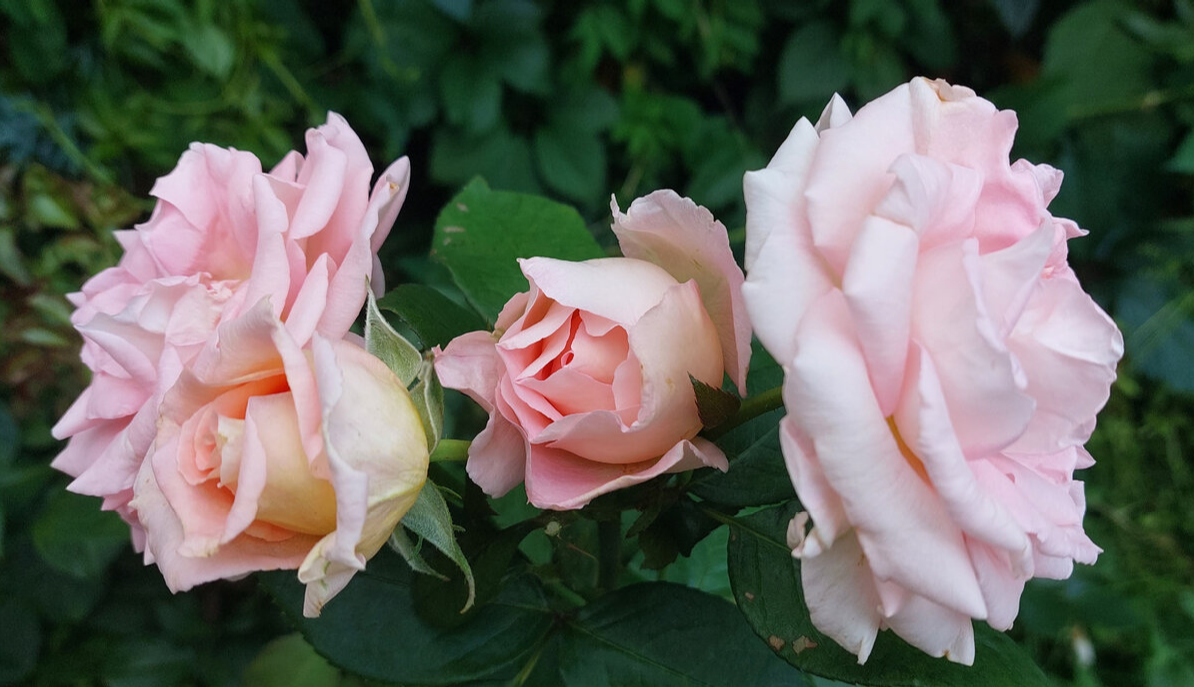 Сент - Сейшн. Ч/г роза