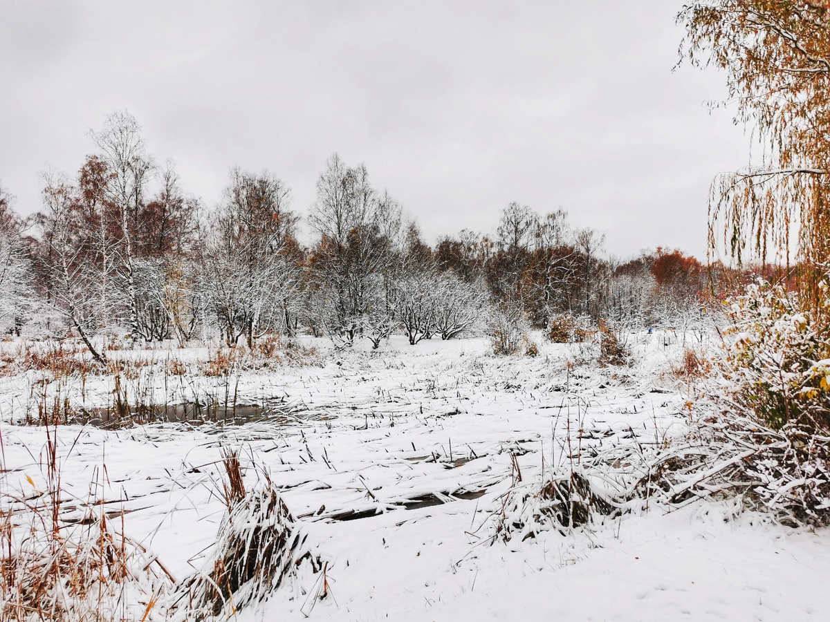 Заснеженный пруд в Ботаническом саду.