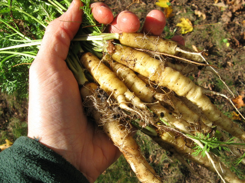 Вот так и выглядит морковь, которую выращивали наши предки!