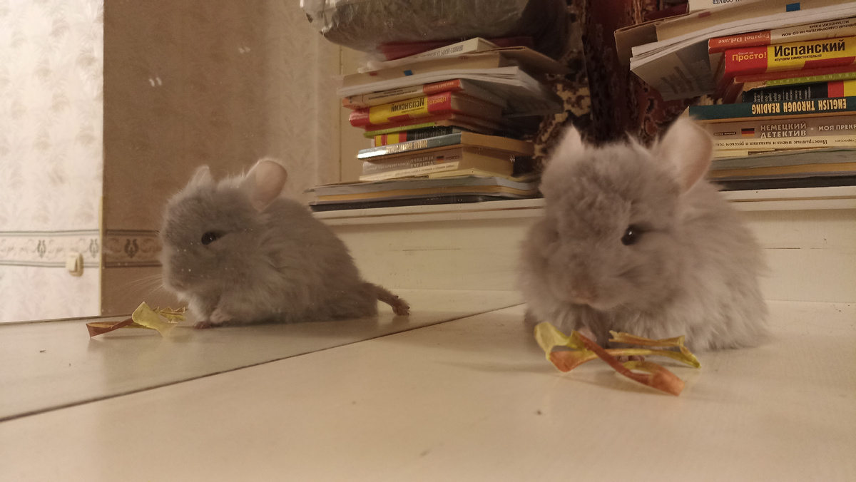 Шиншиллка Машуша (она же Масяня, она же Мышь, она же Дон Машуша, она же Русалочка, она же принцесса Флоризелька или Фрикаделька)