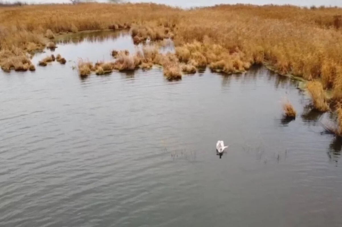    Тюменцы спасли лебедя, повредившего крыло на реке Юрга