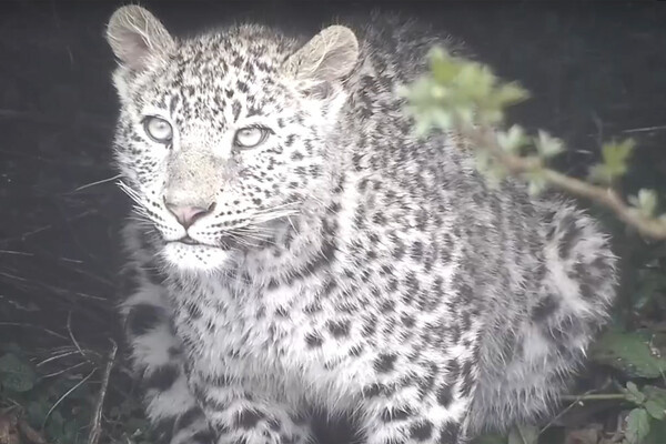 Сотрудник Нацпарка/Центр восстановления леопарда на Кавказе/VK 