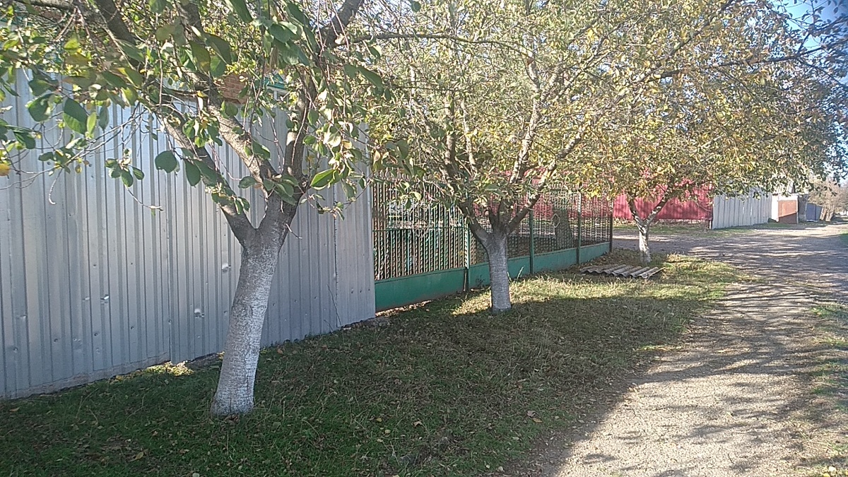 Мои вишенки под окном .