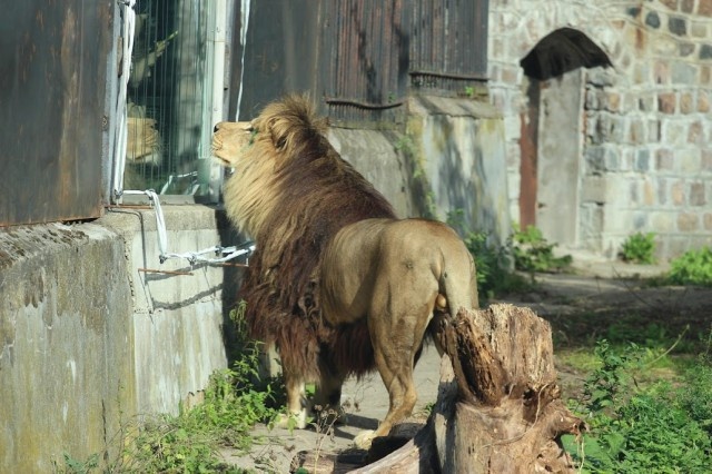   Фото: телеграм-канал калининградского зоопарка