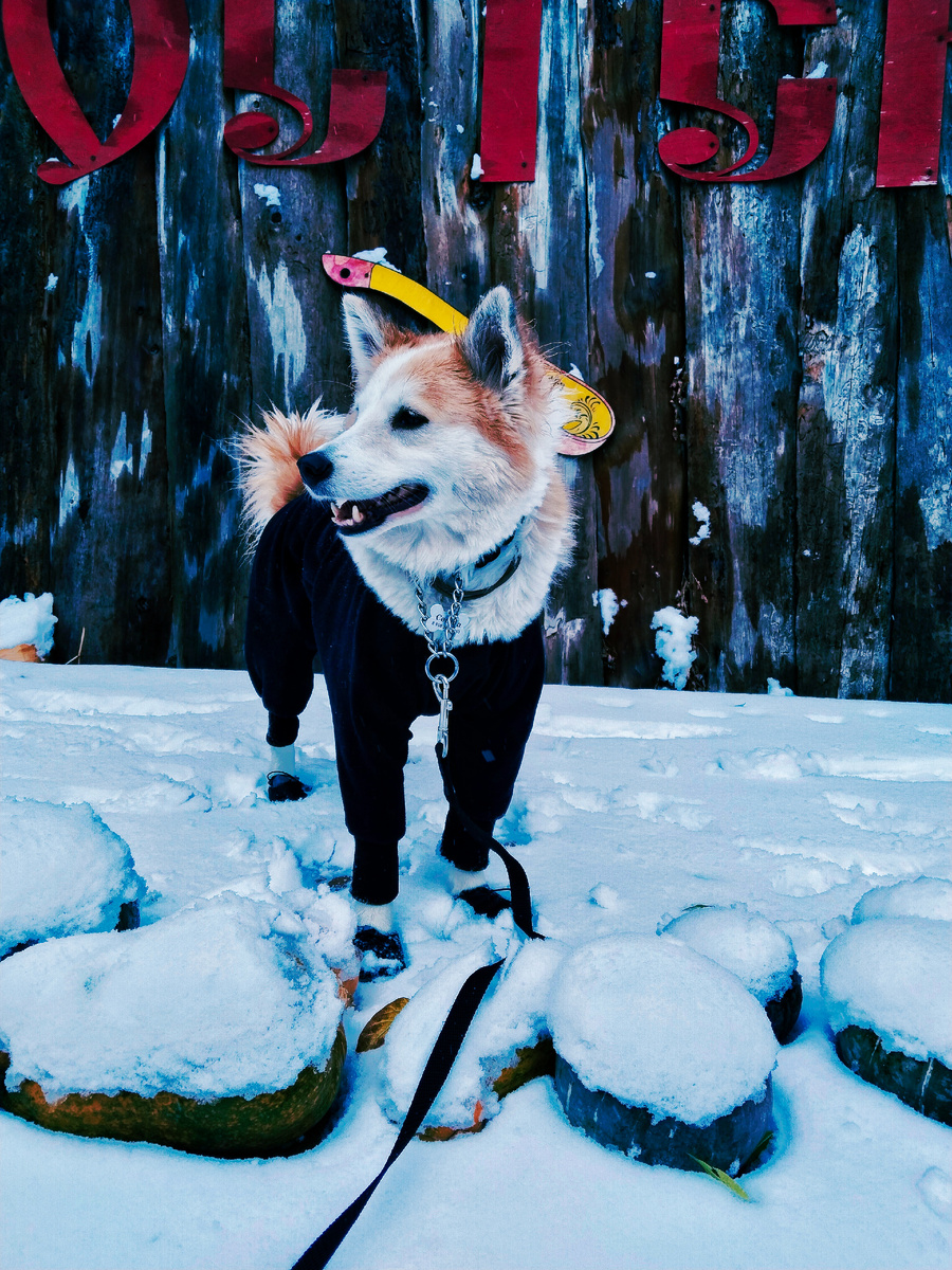 Обработанное фото Свиши 🩵 