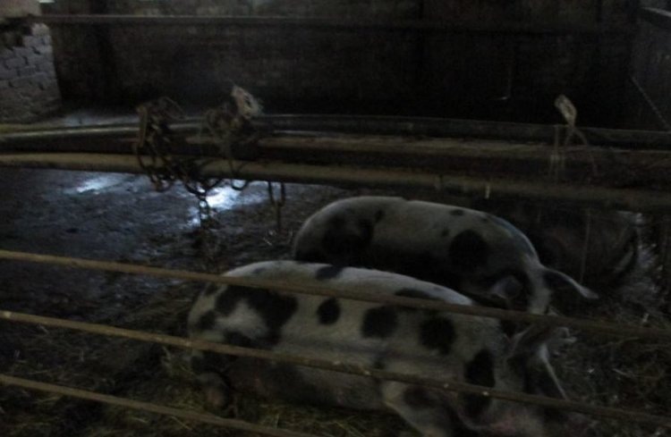    Какие нарушения содержания свиней в ЛПХ приведут к штрафу