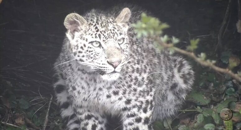    Леопард Терек. Фото: t.me/sochigeograf