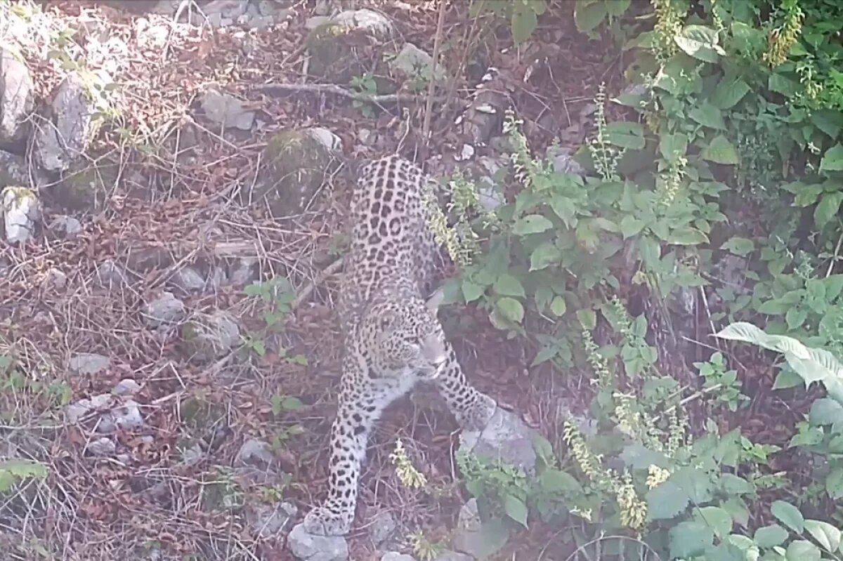    Baza: леопарда Терека убили, когда он бросился в сторону министра Козлова