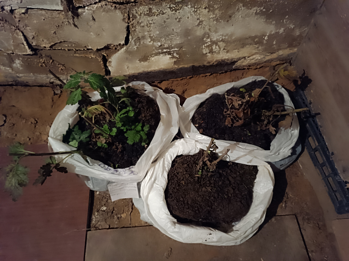 Подписала цветы. А то весной ничего не вспомнить будет