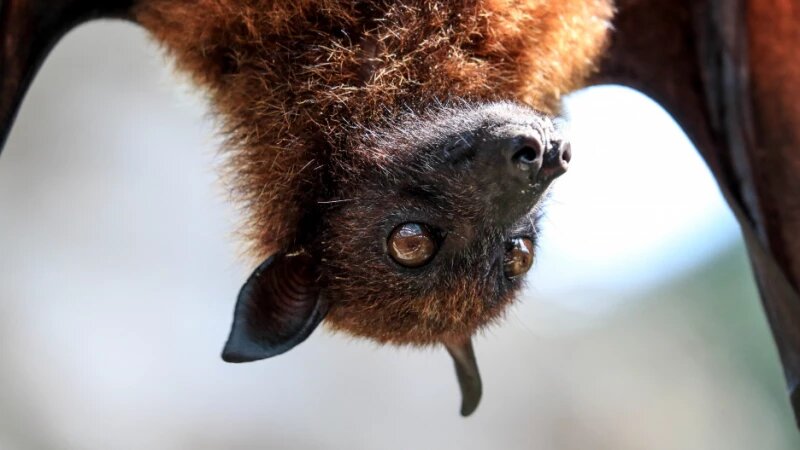     Летучая мышь. CC0