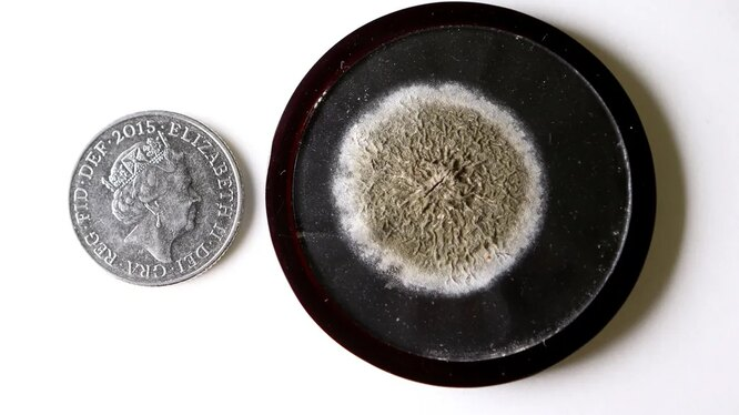 Медальон Александра Флеминга с плесенью