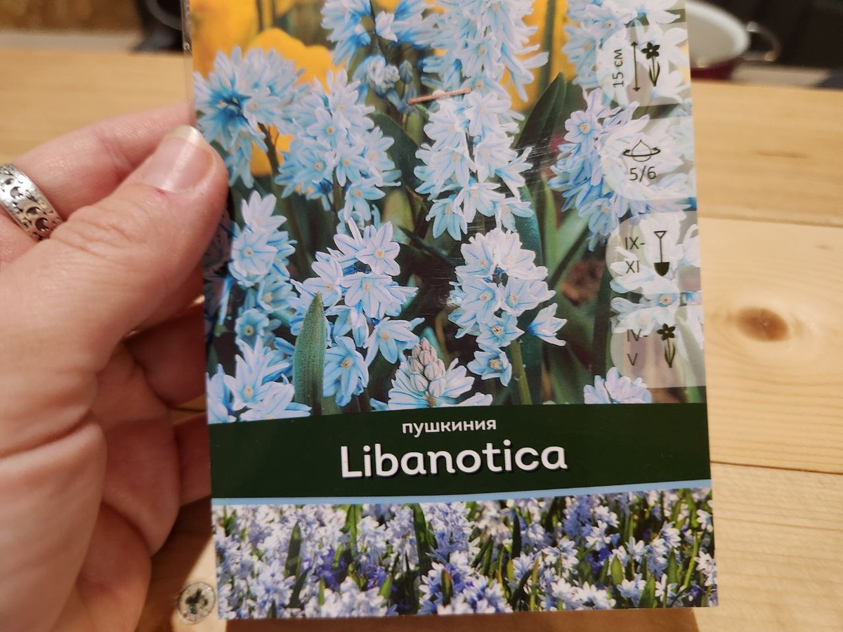  Libanotica (Либанотика)