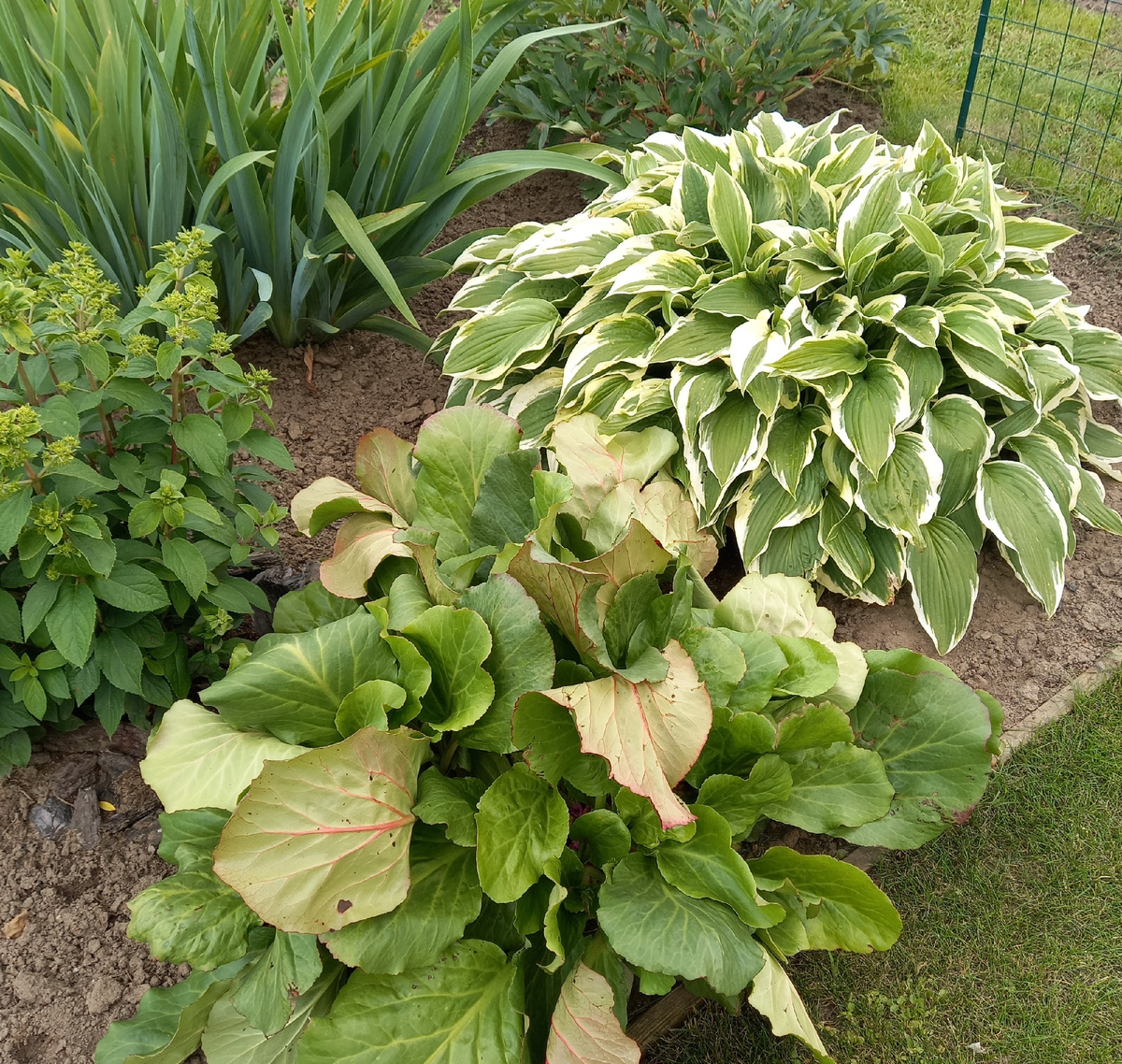 Бадан в миксбордере с гортензией, хостой, ирисом и пионом