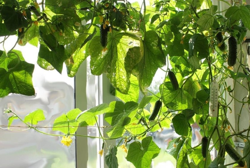 Плети огурцов на подоконнике отличаются высокой декоративностью, поэтому они могут стать прекрасной заменой комнатным растениям.