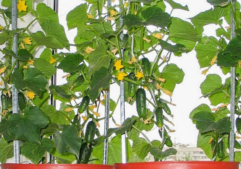 Горшки с огурцами лучше размещать на окнах, расположенных на восточной или южной стороне, чтобы в ясные зимние дни растения имели и естественное освещение.