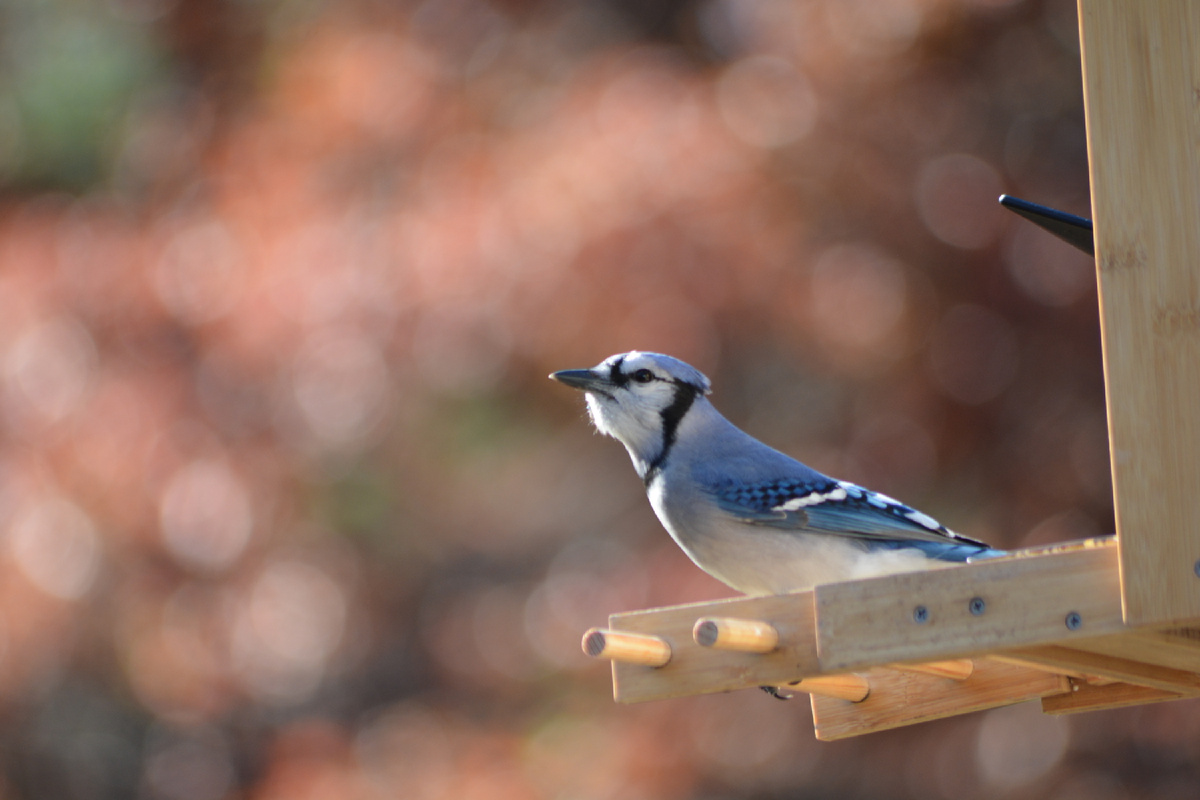 Осенью они зачастили на мою кормушку, чему я очень рада (фото автора).