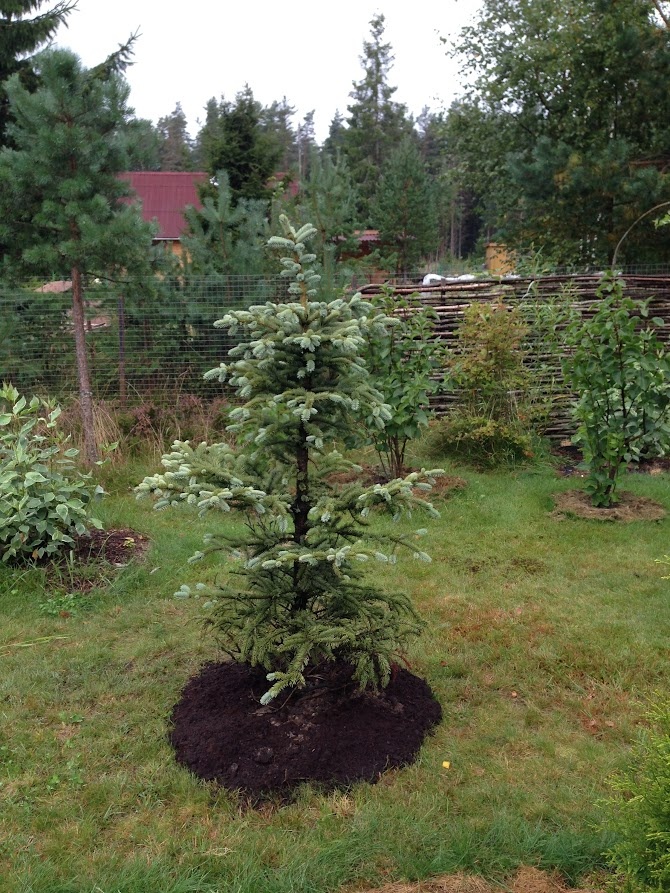 2017 Picea pungens Edith