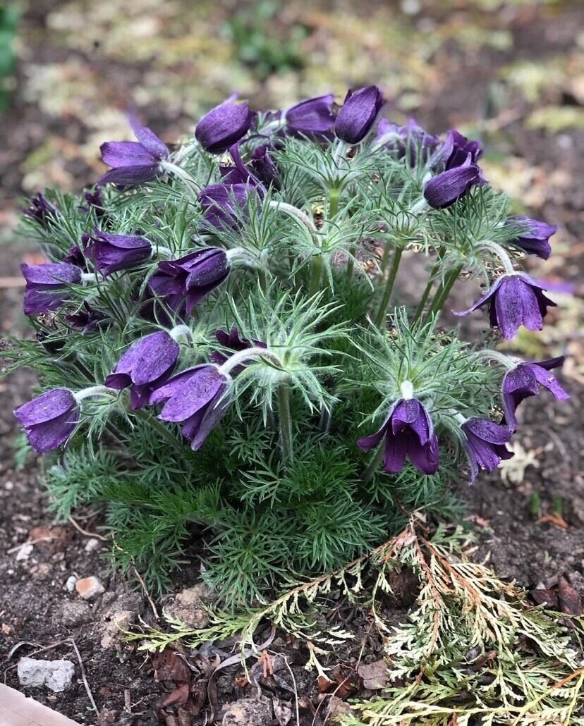 Прострел фиолетовый поникающий. 15+ семян 80руб.