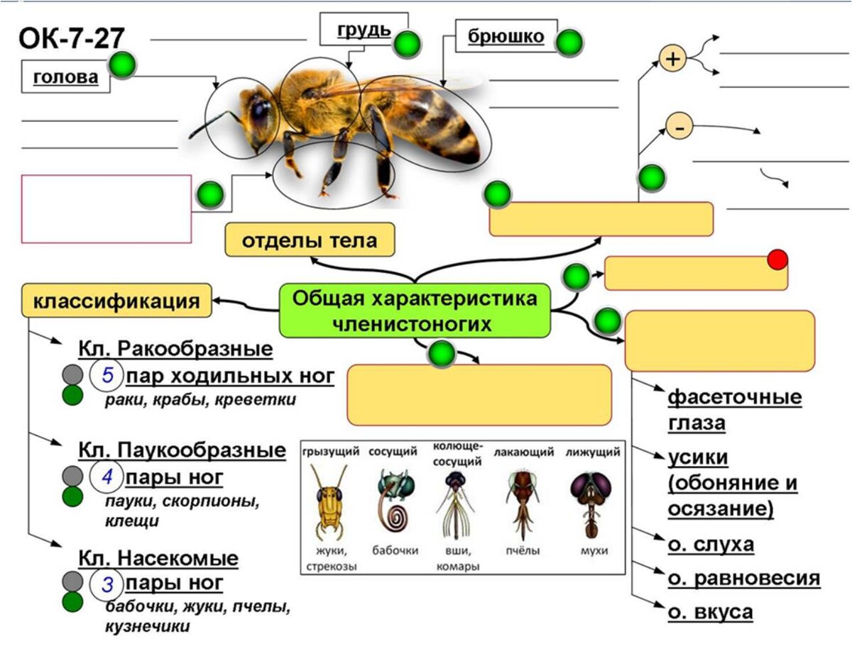 Заготовка опорного конспекта к уроку
