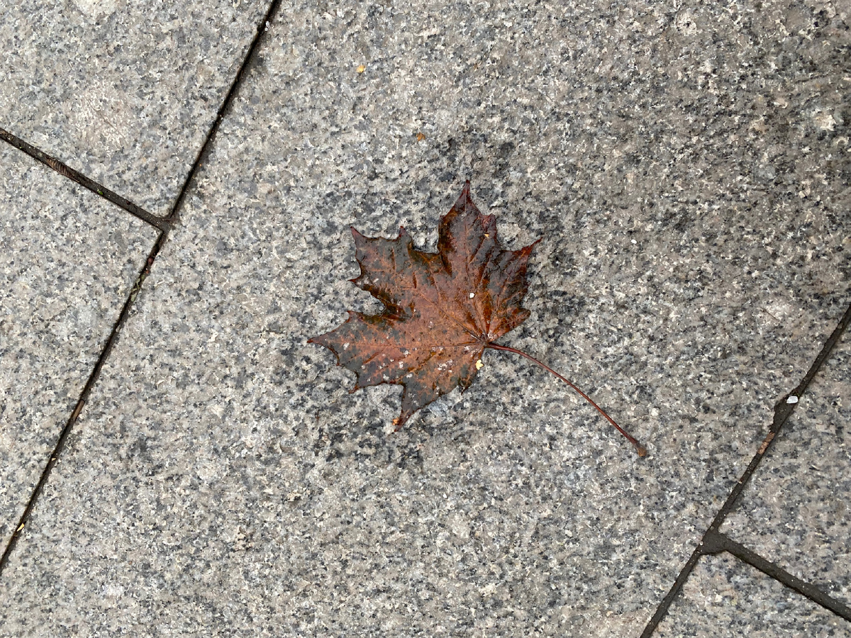 Последний лист кленовый