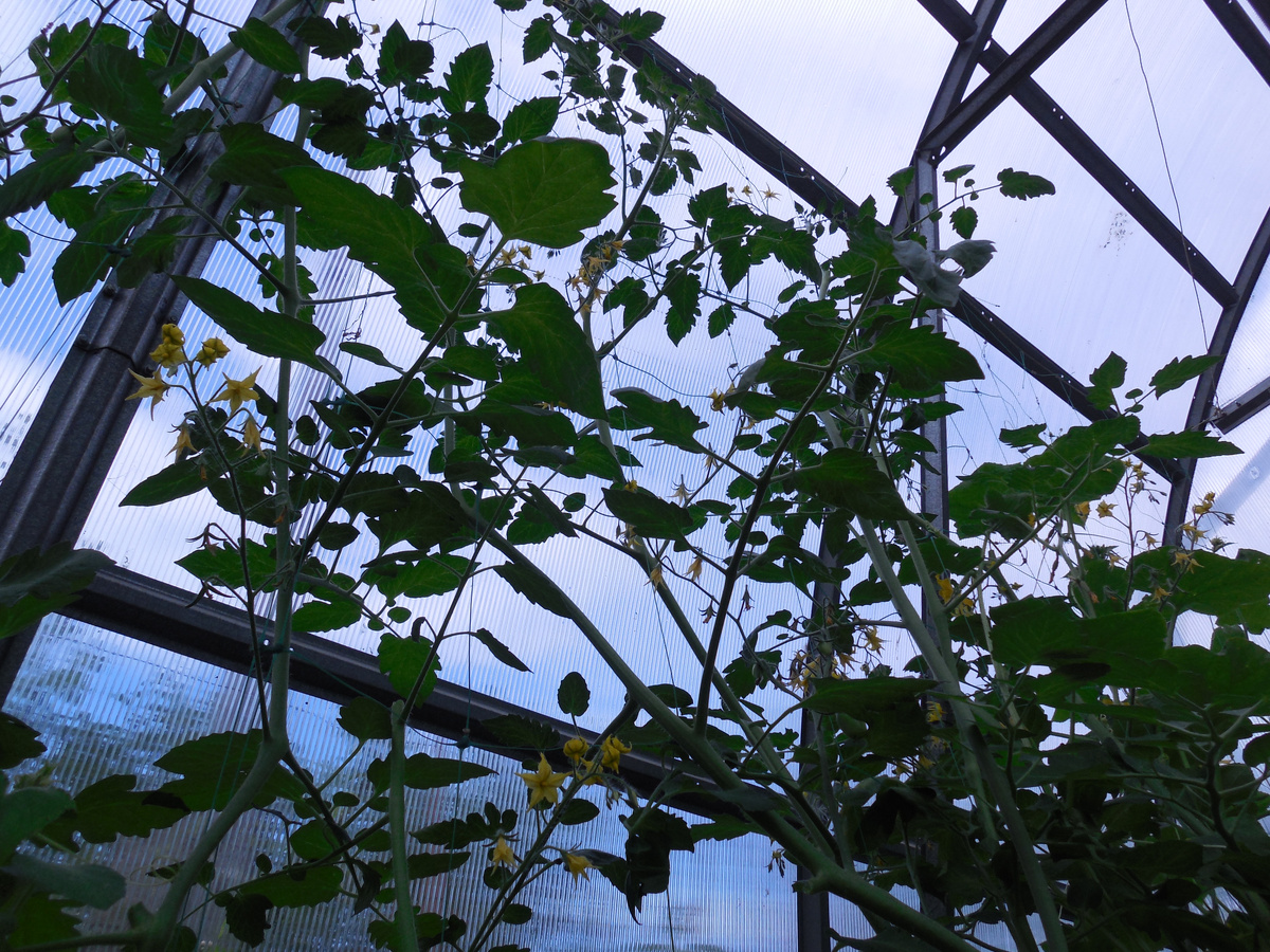 Сейчас в нашей теплице томатов минимум, т.к. в приоритете огурцы. Раньше кустов томатов было намного больше