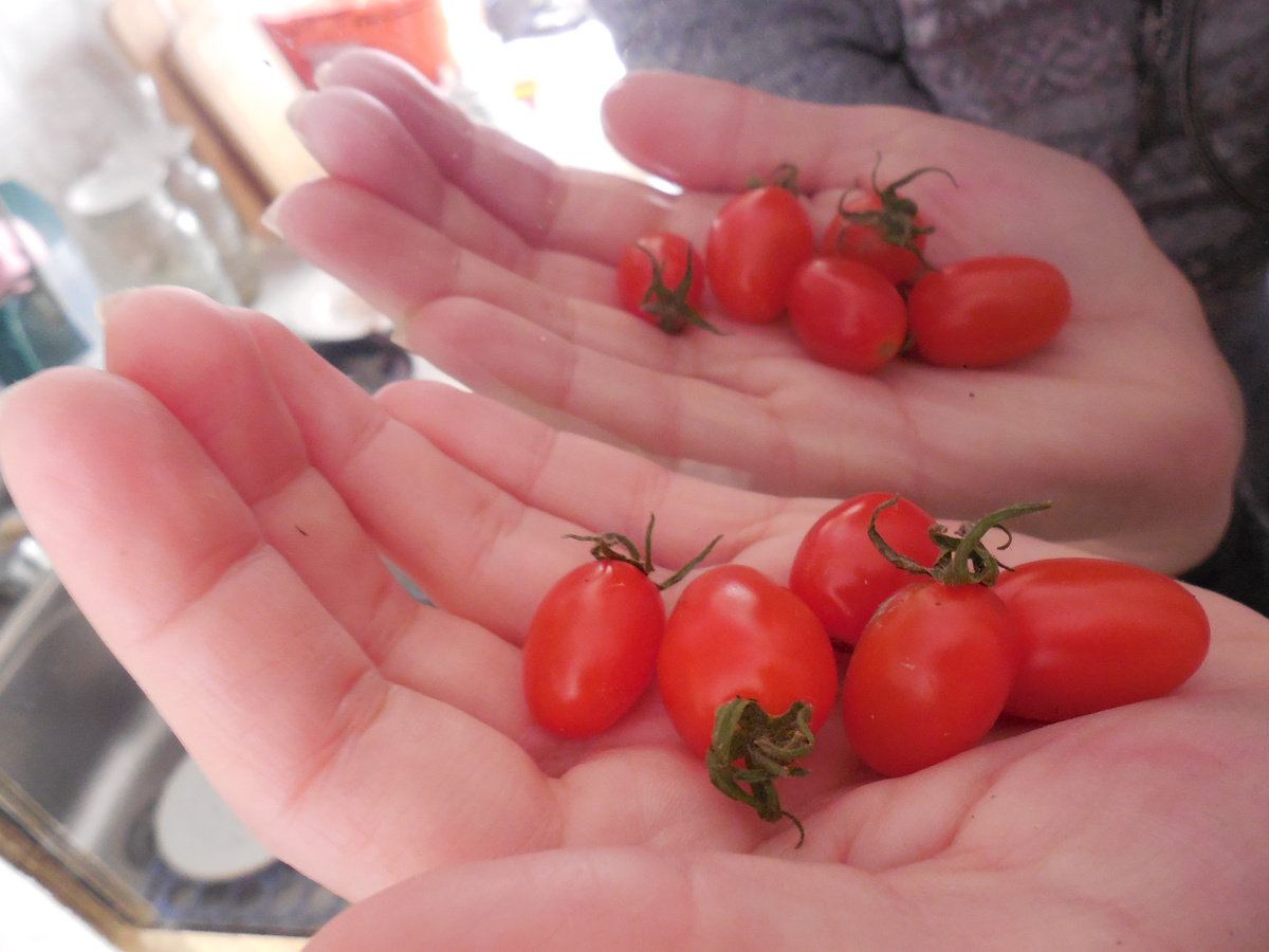 Те самые, из магазинных черри. Вытащенные семена выросли и...