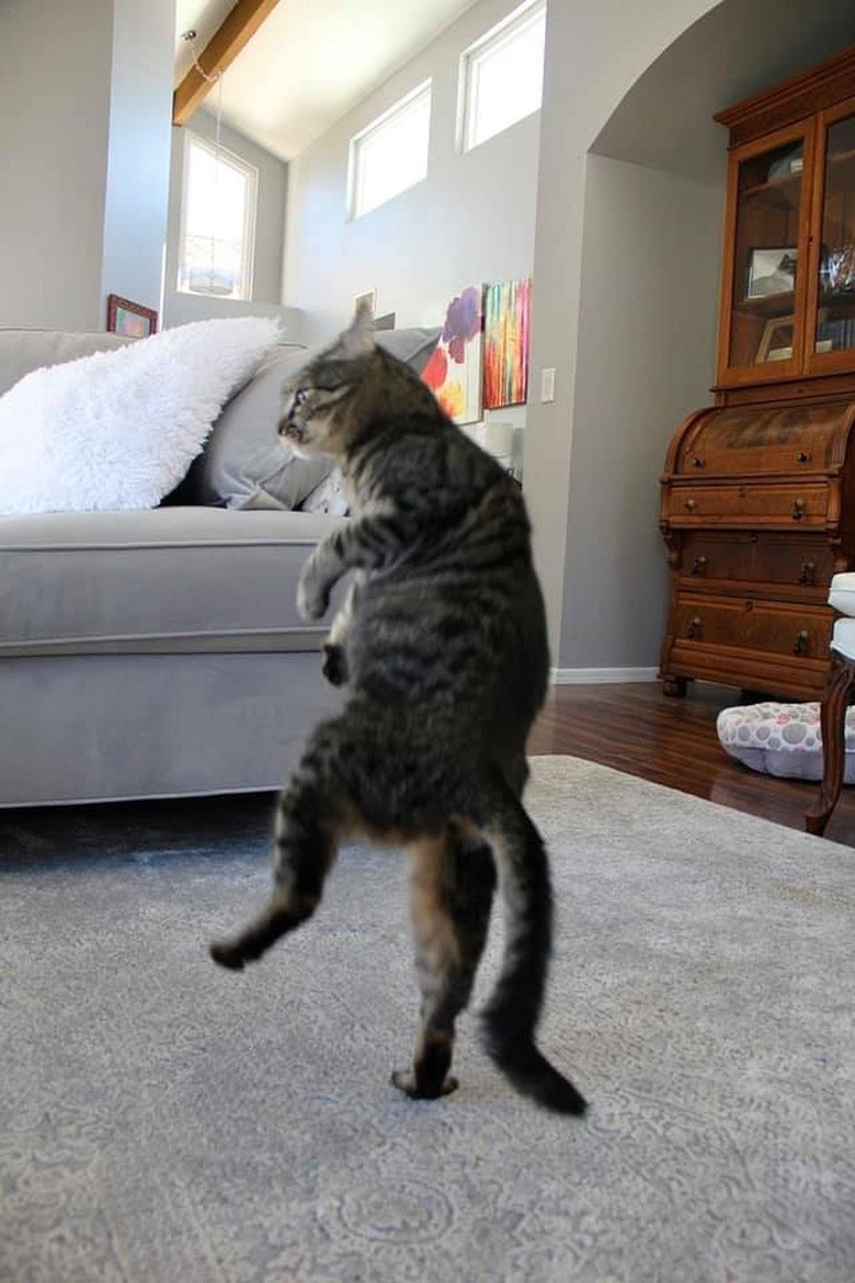 Источник: cuteness.com