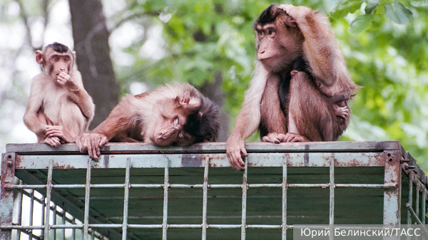     Фото: Юрий Белинский/ТАСС   
 Текст: Ольга Иванова