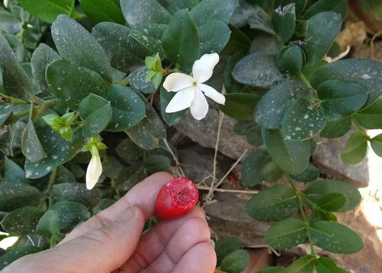 Плоды созревают в разное время, так как растение продолжительно цветет