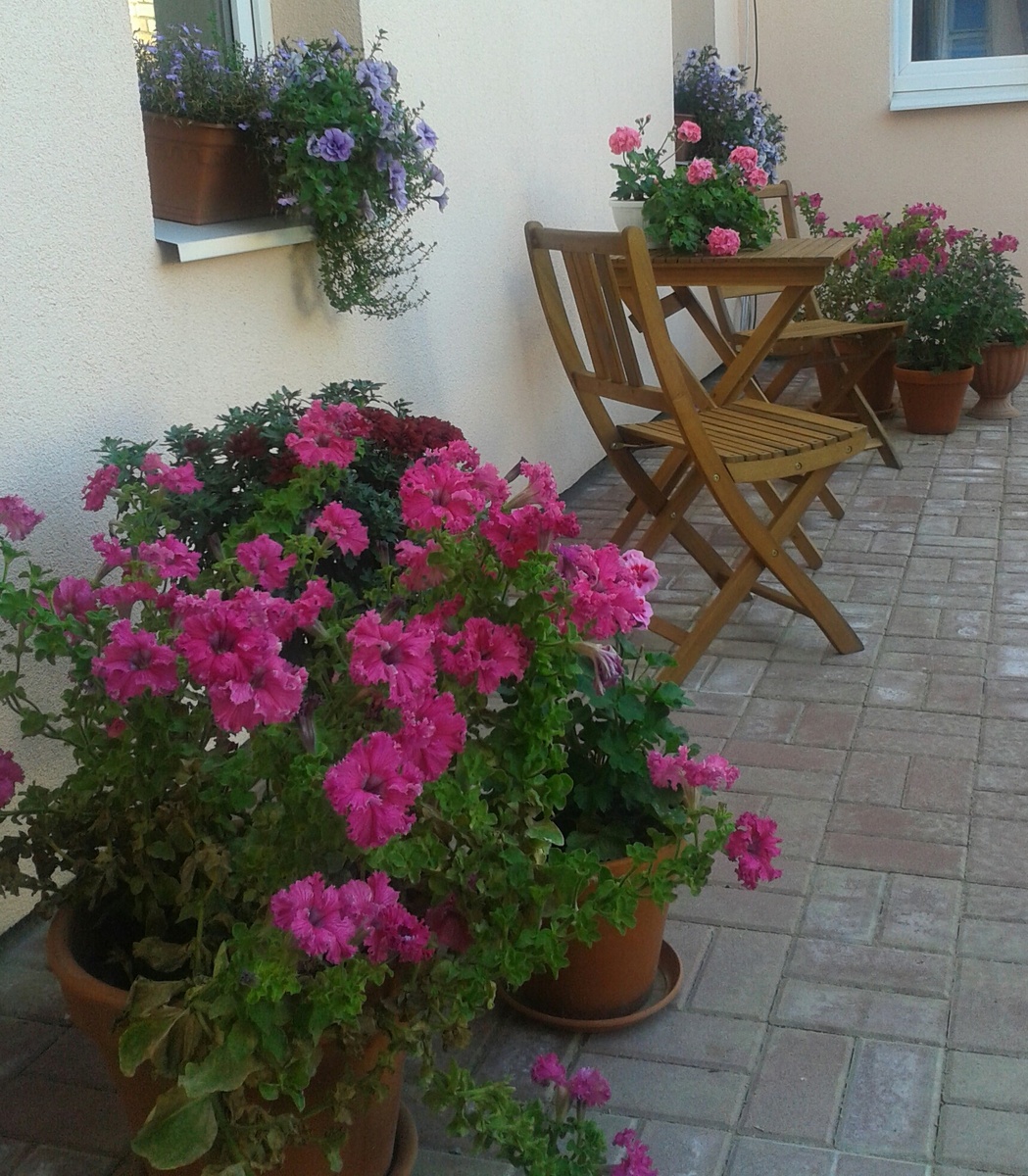 Петуния и сурфиния в горшках