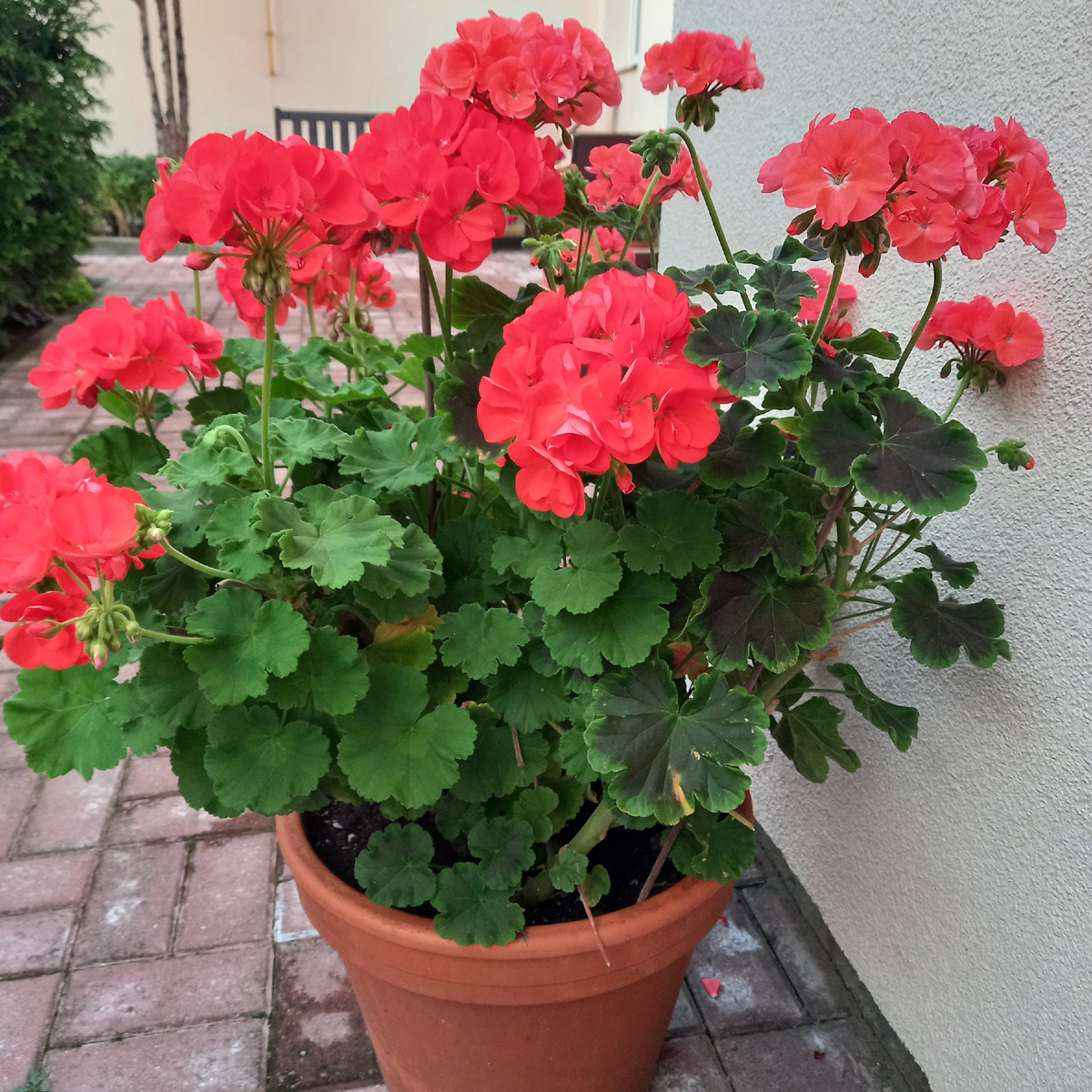 Пеларгония зональная