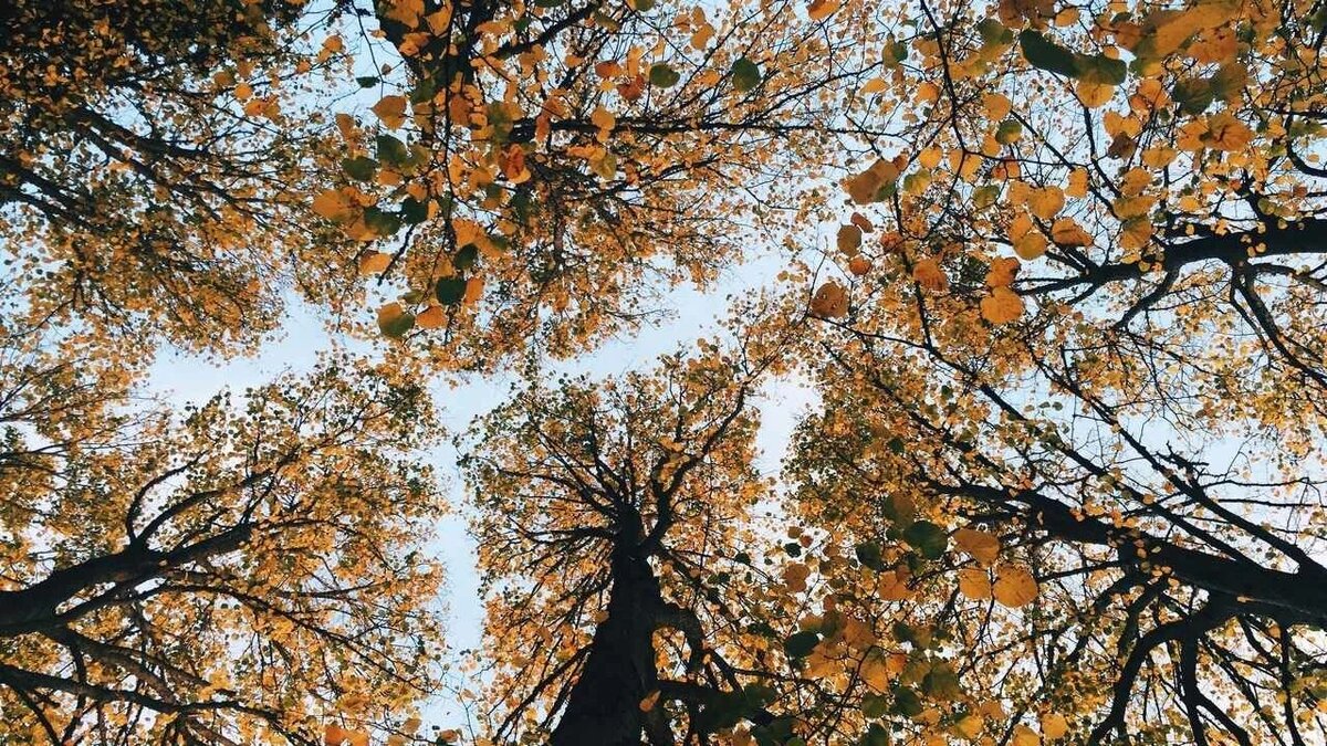 Изображение из открытых источников