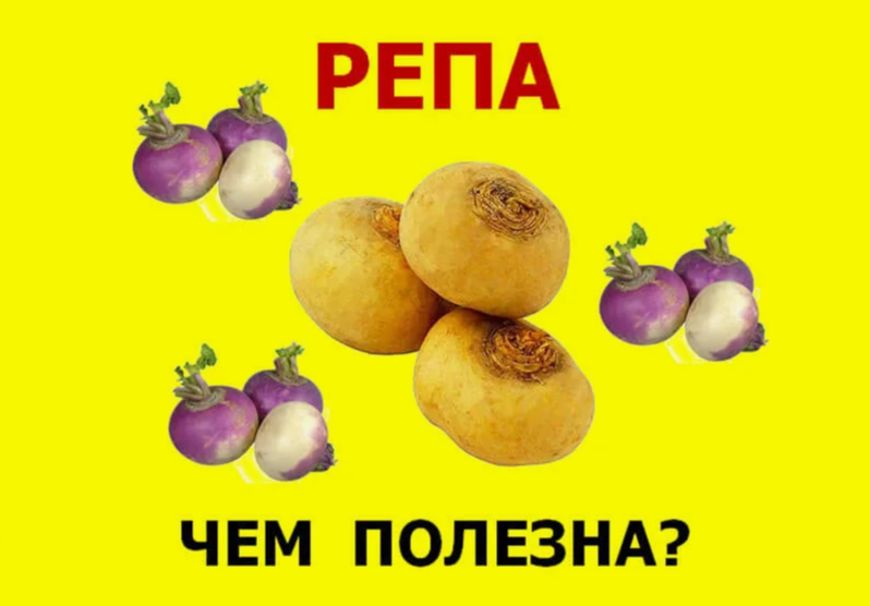 Полезные свойства репы для организма человека