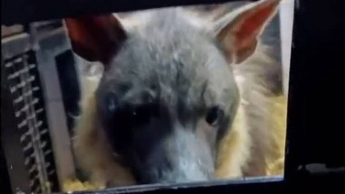    Фото: Telegram / Светлана Акулова