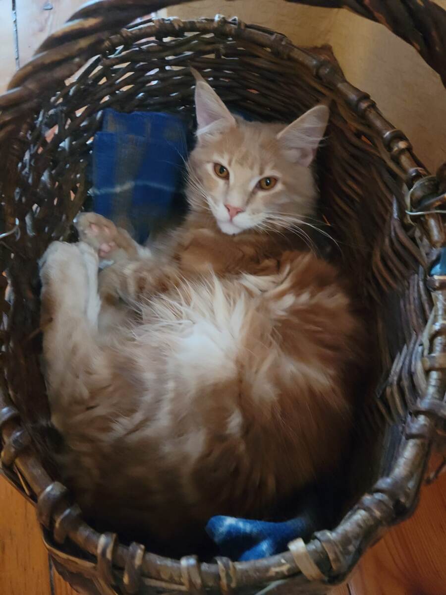 Рыжий Котя)