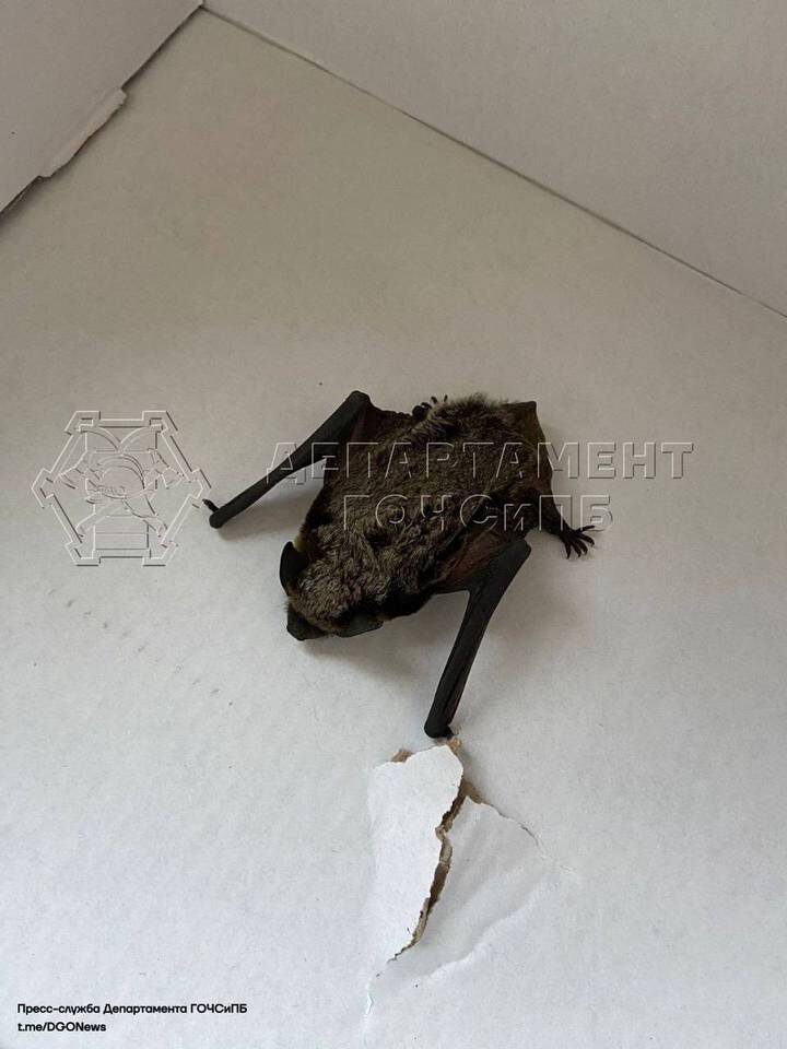  Фото: Пресс-служба Департамента ГОЧСиПБ