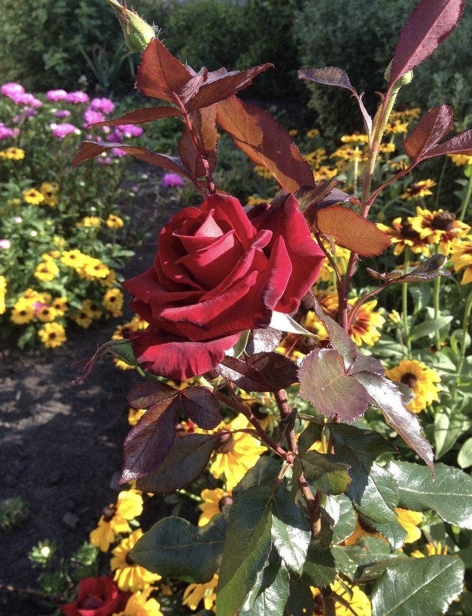 2019 год, чг Черная Магия