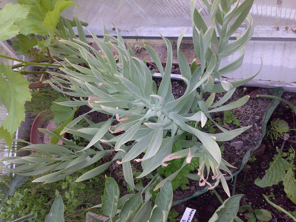 Опять обильная ботва