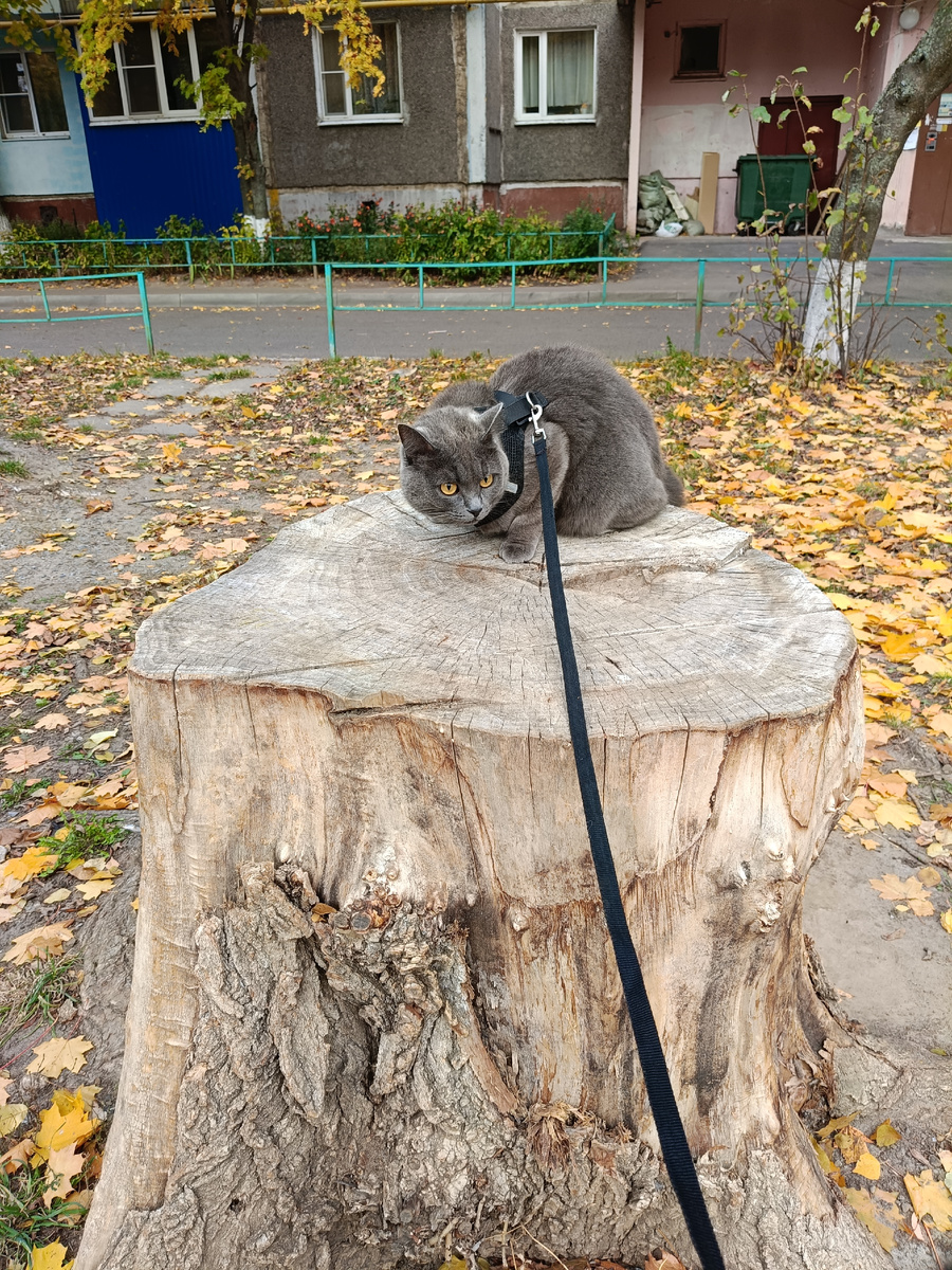 Наблюдает за голубями