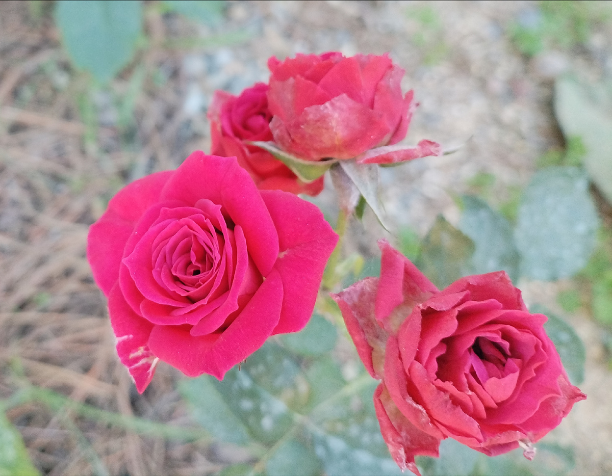 Просто для картинки. Роза Лавли Лидия