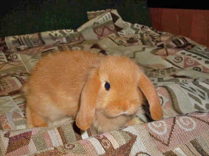 В наше время мало кого, можно удивить домашним декоративным кроликом. Мода на них началась уже давно и сохраняется и в наши дни.