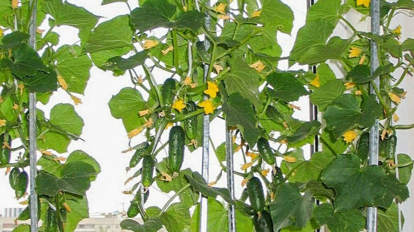 На фото мой урожай огурцов в середине января. Растения крепкие, плодоносят каждые 4-5 дней.