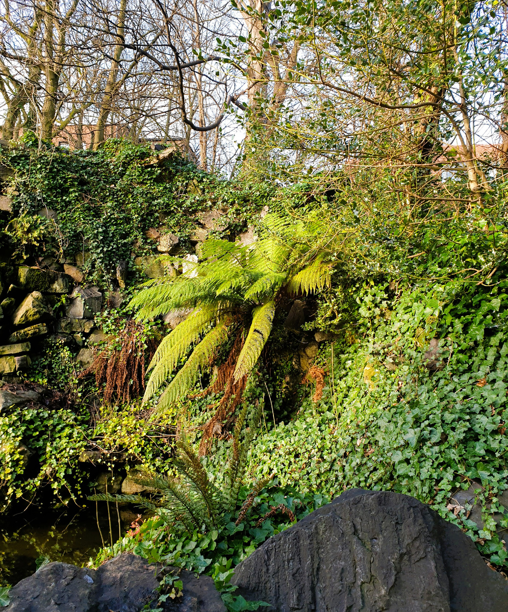 Этот папоротник я увидела в городском парке Дублина, он поразил меня своей монументальностью и доисторическим видом.