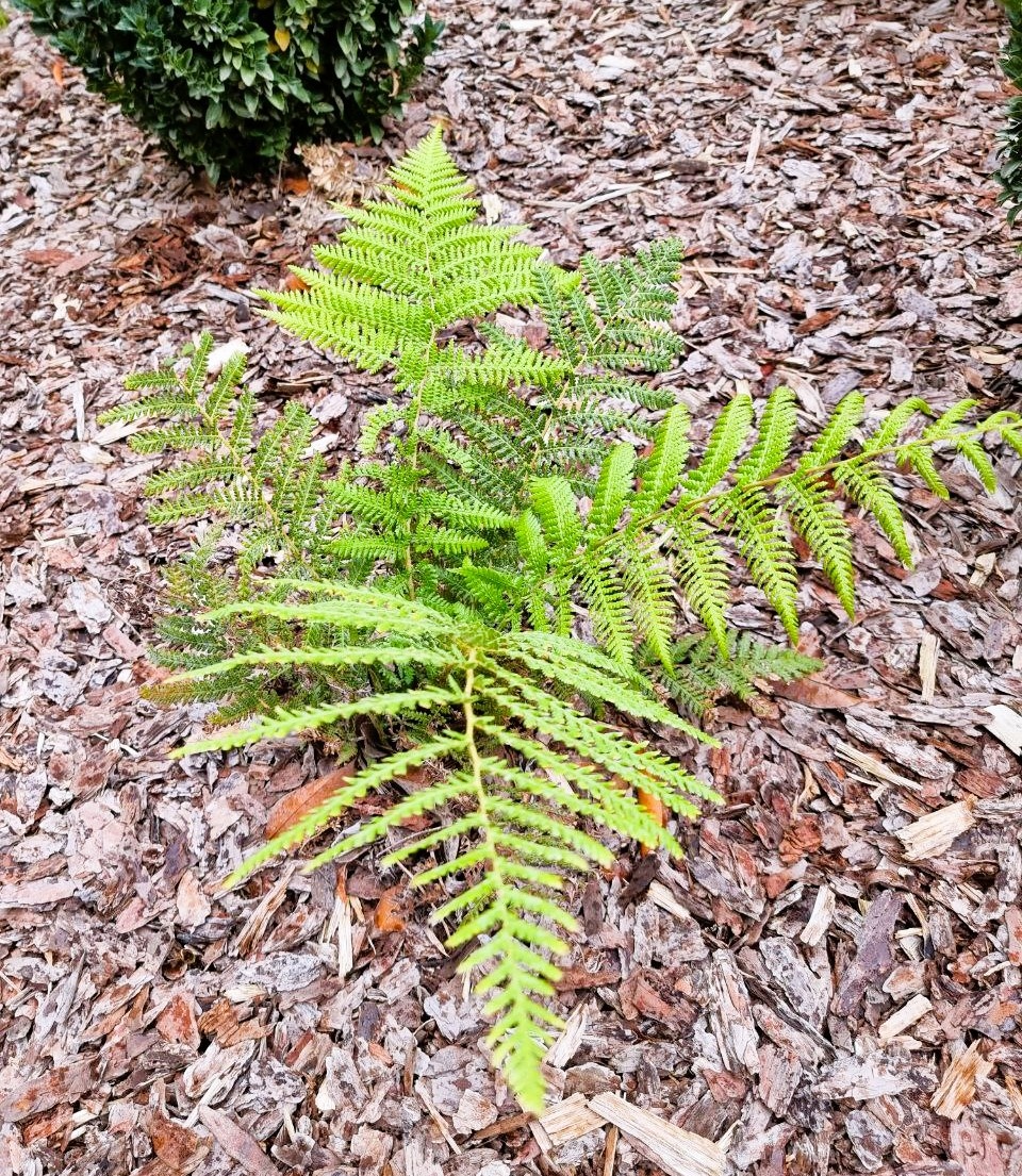 Dicksonia antarctica в моем южном саду. Анапа.