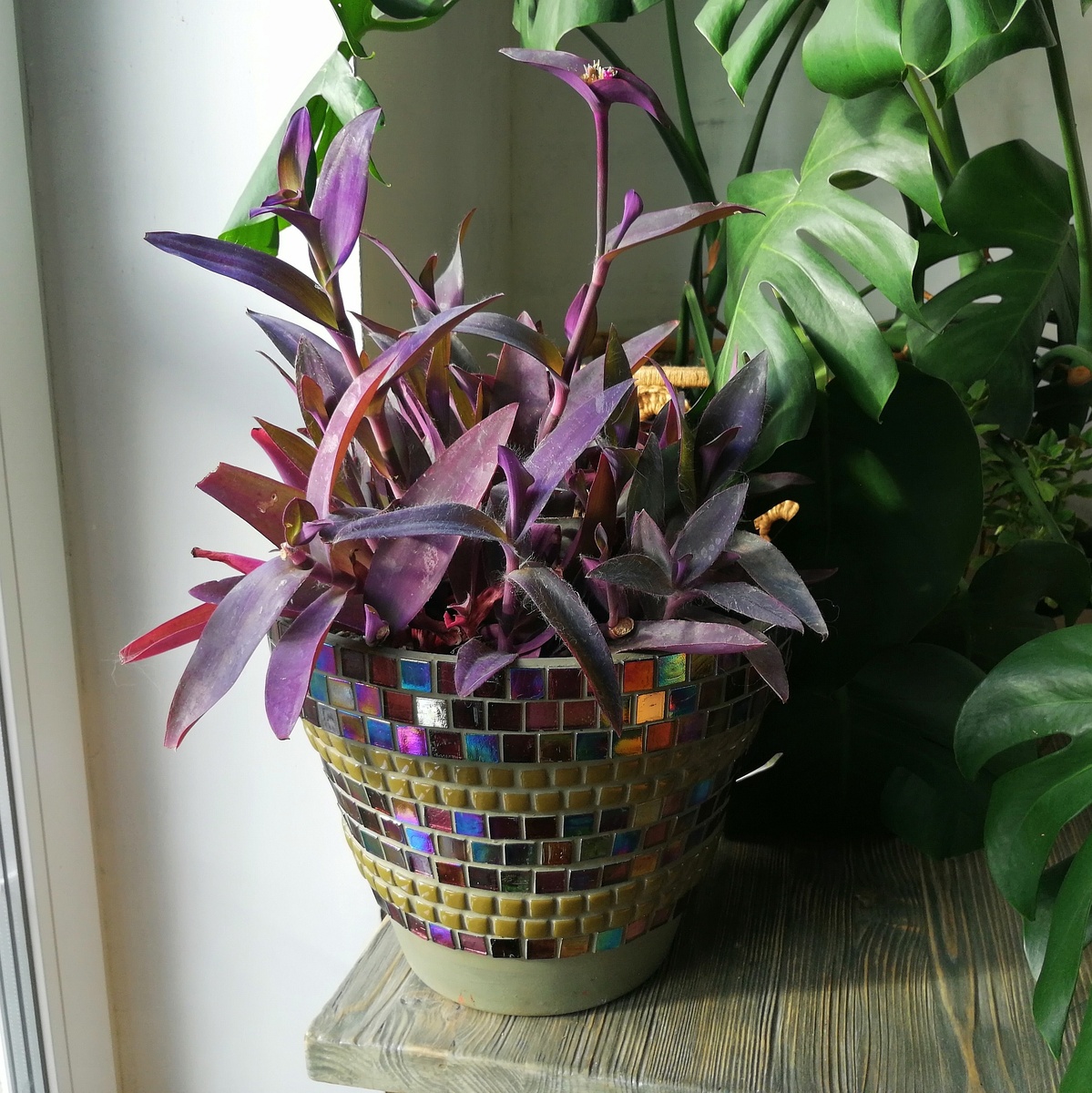 В этом горшке сеткреазия будет зимовать уже второй раз. За две недели дома уже вытянулась после стрижки, стала немного бледнее. Весной, в апреле – сразу на улицу, на солнышко, без пересадок. 