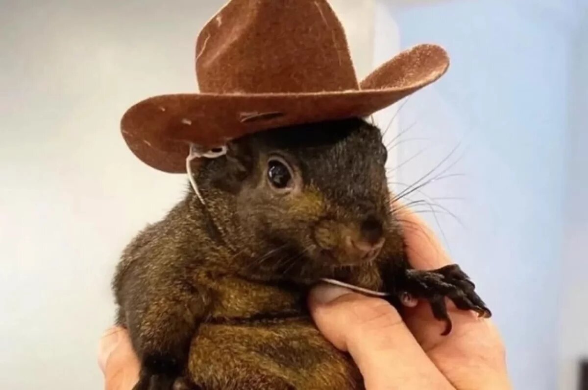    Блогер Лонго: смерть белки Арахиса помогла Трампу стать президентом США