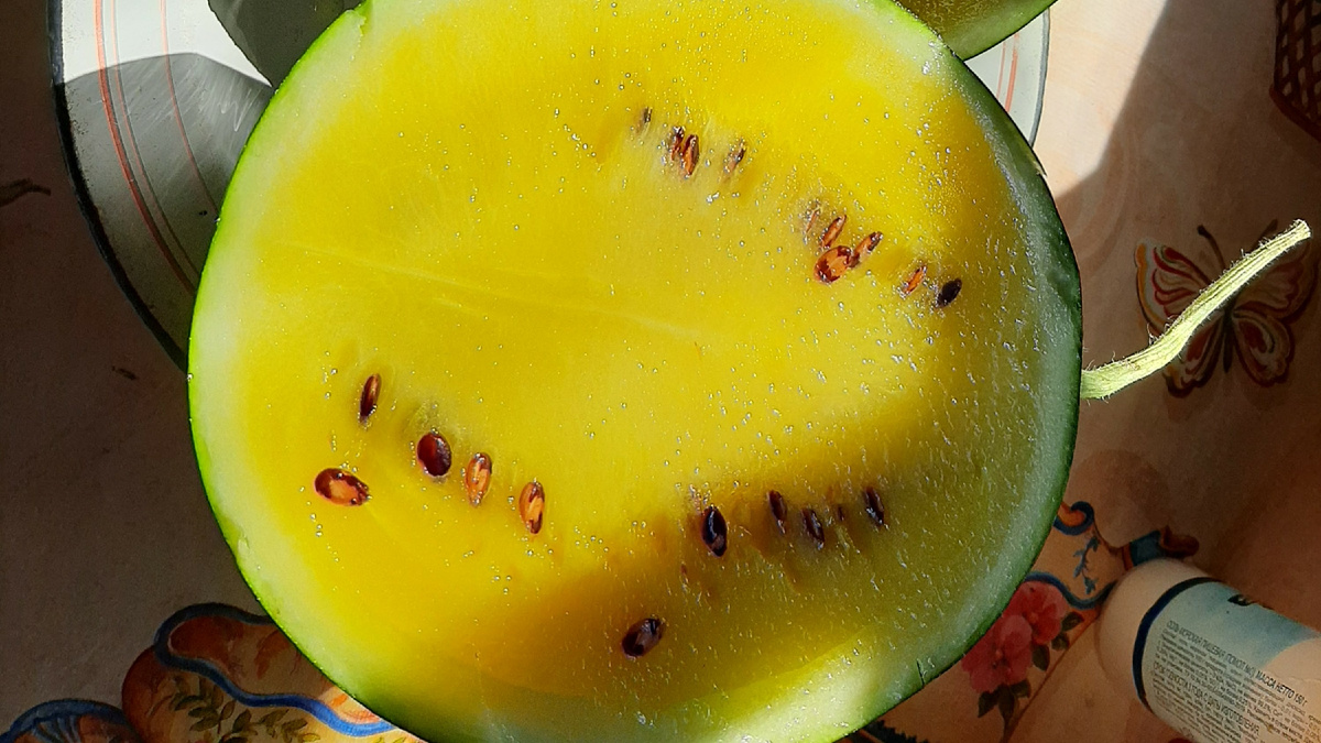 Жёлтый арбуз. Фото автора статьи