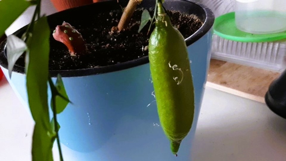 Пальчиковый лайм или микроцитрус. Фото автора статьи